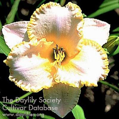 Daylily Moonlit Caress